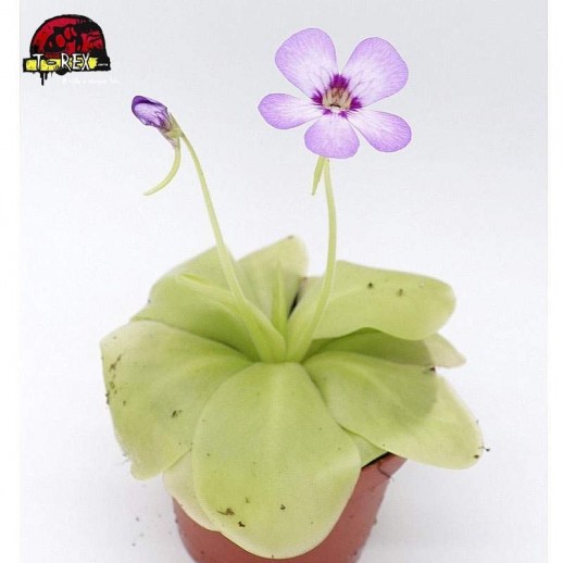 comprar planta carnivora pinguicula tina