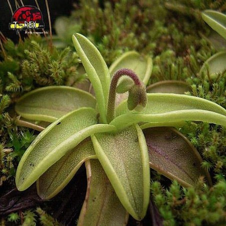 comprar planta carnivora