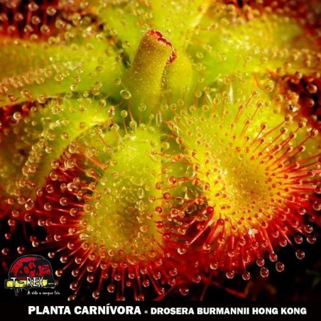venda de planta carnivora Drosera Burmanni