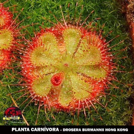 muda de carnivora Drosera Burmanni