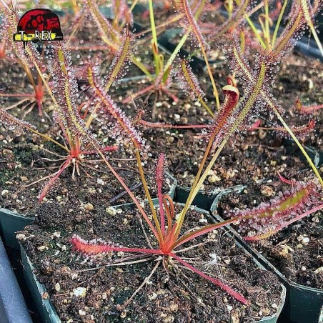 comprar planta carnvora drosera capensis