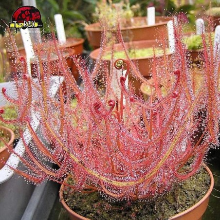 comprar planta carnivora drosera binata super red