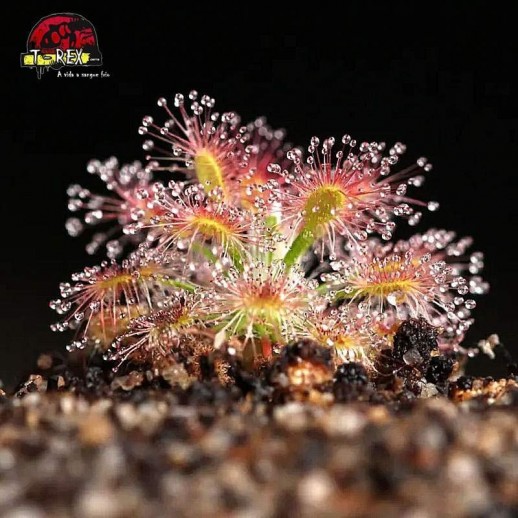 comprar planta carnivora drosera pigmeia micrantha