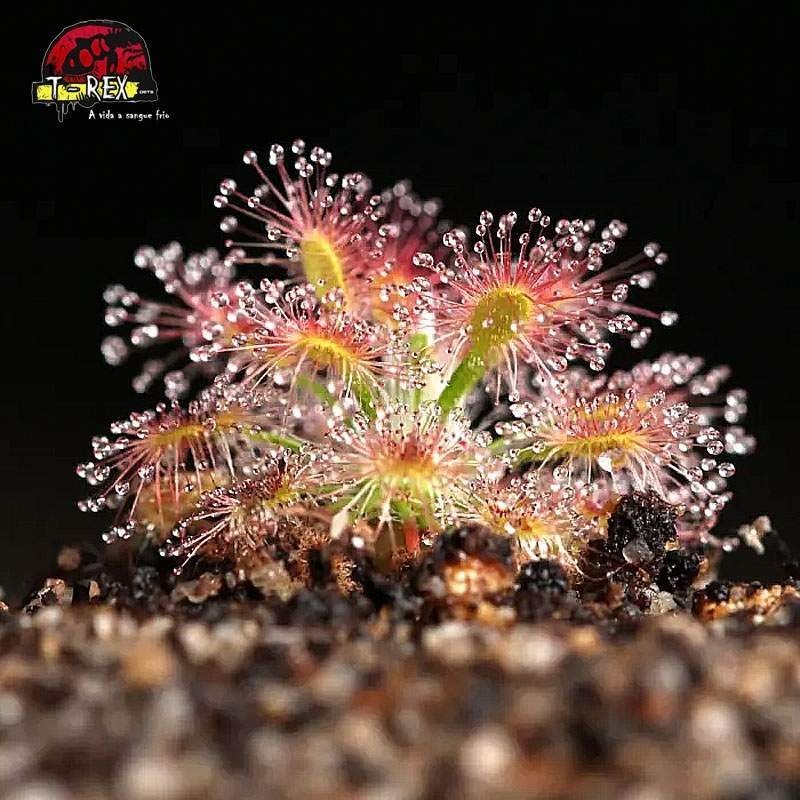 comprar planta carnivora drosera pigmeia micrantha
