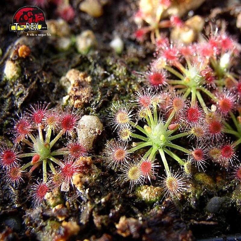 comprar planta carnivora drosera helodes