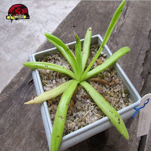 comprar planta carnivora pinguicula aphrodite