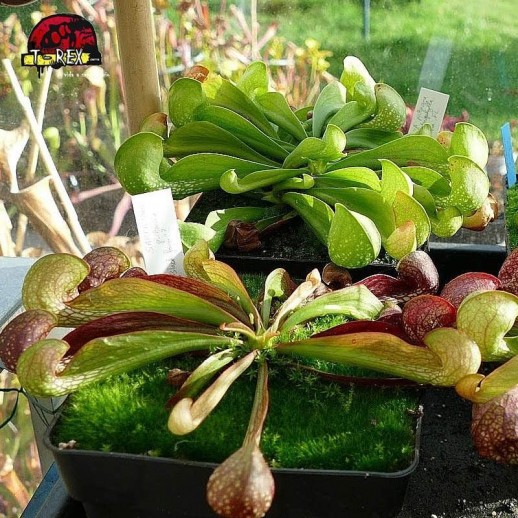 comprar planta carnivora sarracenia psitacinna