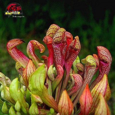 comprar planta carnivora sarracenia psitacinna