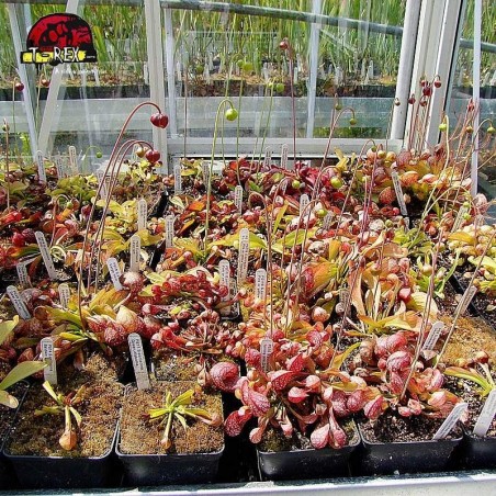 comprar planta carnivora sarracenia psitacinna