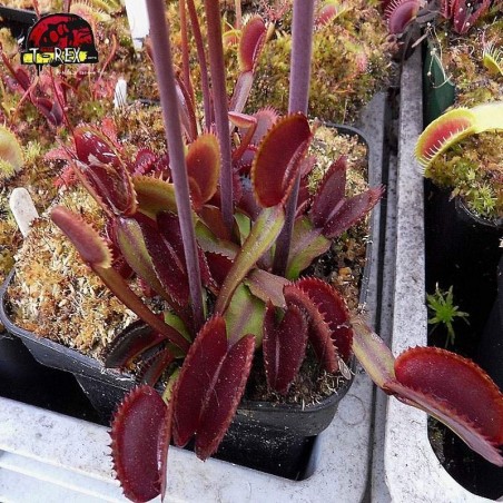 comprar planta carnivora dionea red shark