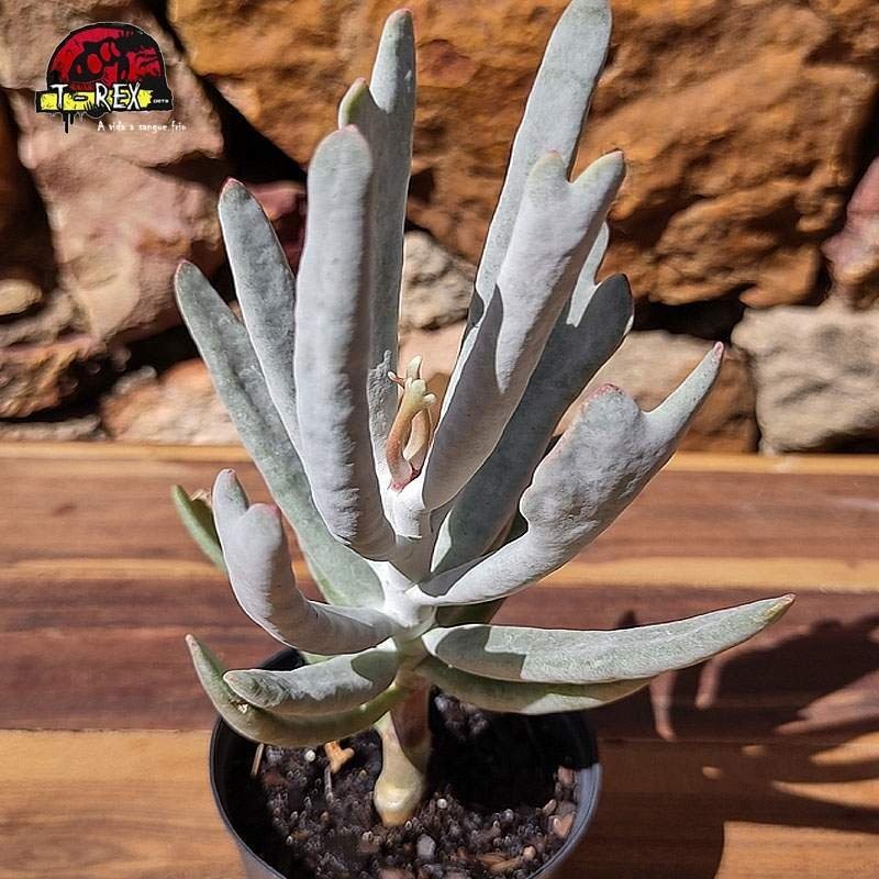 comprar panta suculenta cotyledon orbiculata elk horns