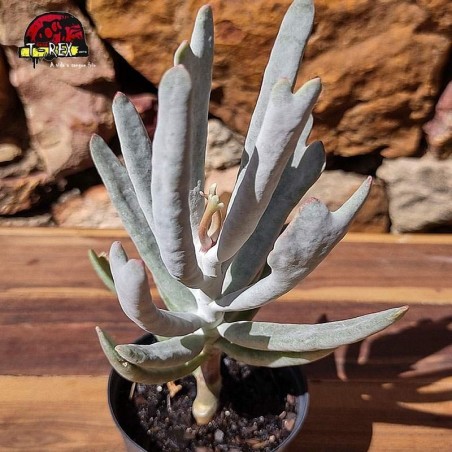 comprar panta suculenta cotyledon orbiculata elk horns