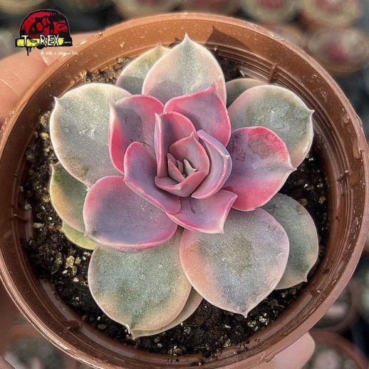 comprar planta carnivora echeveria rainbow