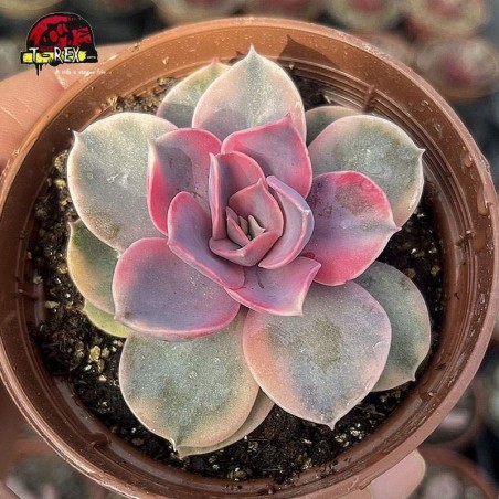 comprar planta carnivora echeveria rainbow