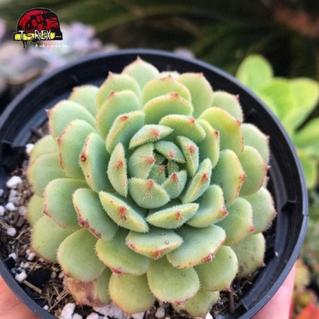 comprar suculenta echeveria dorette
