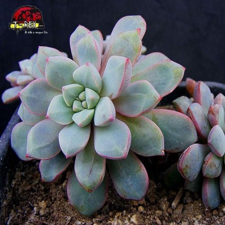 comprar suculenta echeveria subcorymbosa lau 030