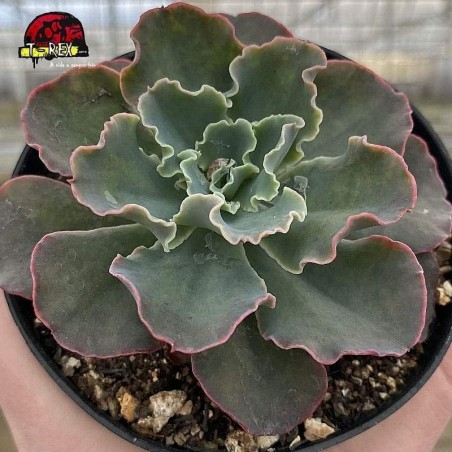 comprar suculenta echeveria blue waves