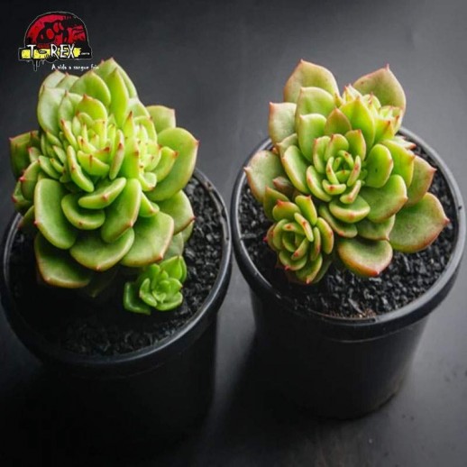 comprar suculenta echeveria rolly