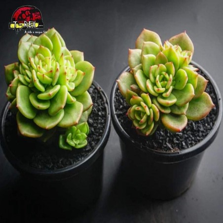 comprar suculenta echeveria rolly