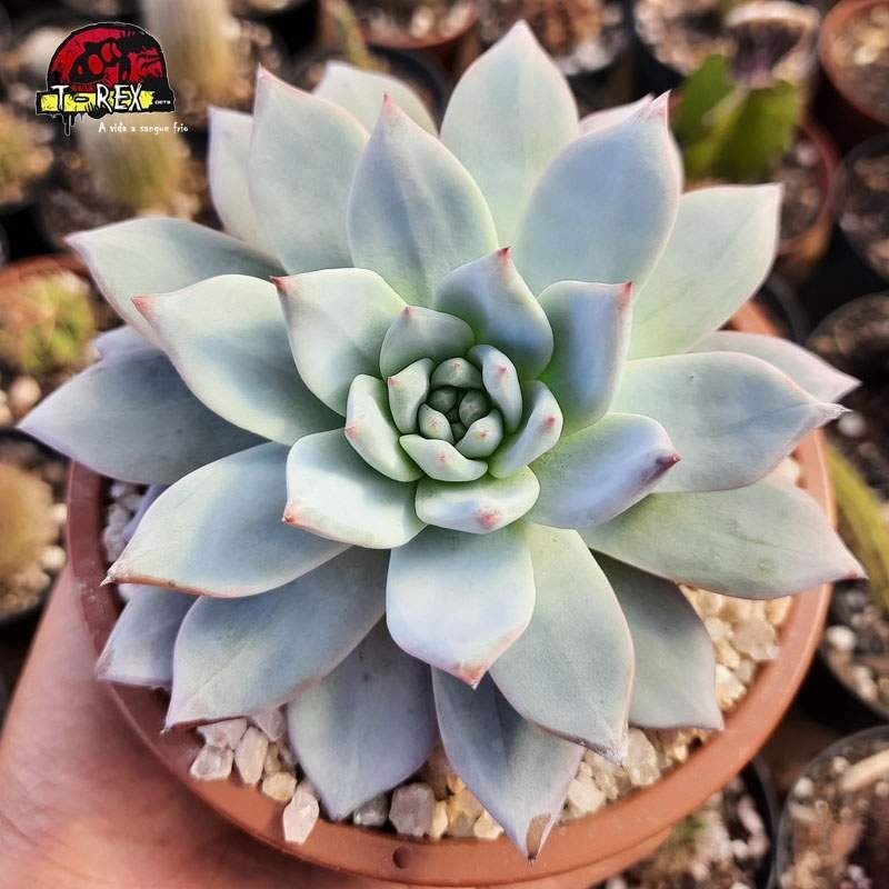 comprar suculenta echeveria blue bird