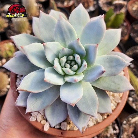 comprar suculenta echeveria blue bird