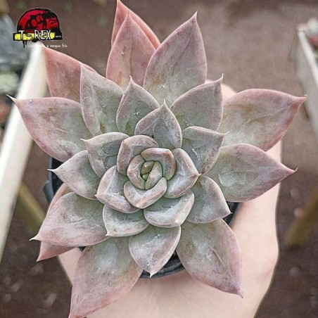 comprar suculenta echeveria silver qeen
