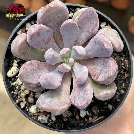 comprar suculenta echeveria topsy debbie