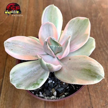 comprar planta suculenta echeveria decora variegata