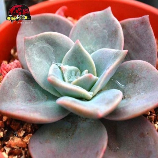 comprar suculenta graptoveria albert baynes