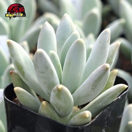 comprar suculenta pachyveria glauca
