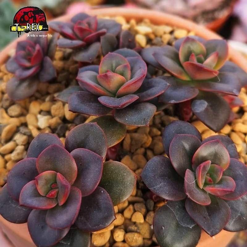 comprar planta suculenta echeveria chroma