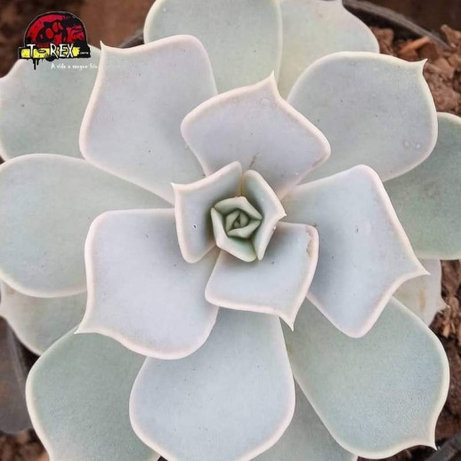 comprar suculenta echeveria lilacina