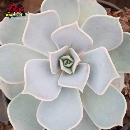 comprar suculenta echeveria lilacina