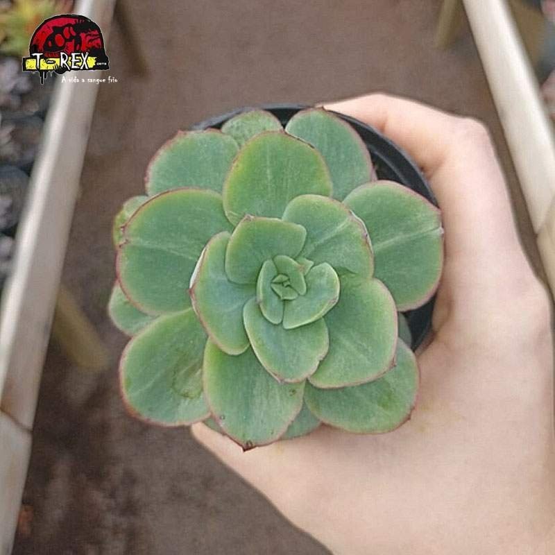 comprar suculenta echveria camaleon
