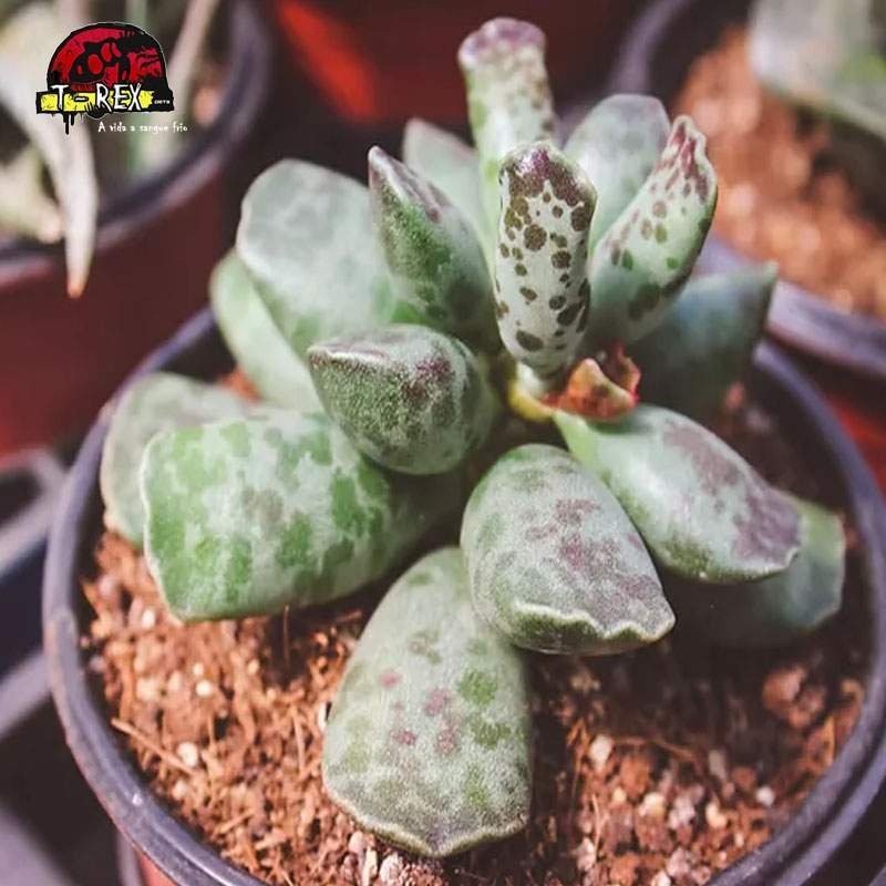 comprar suculenta adromischus cooperi