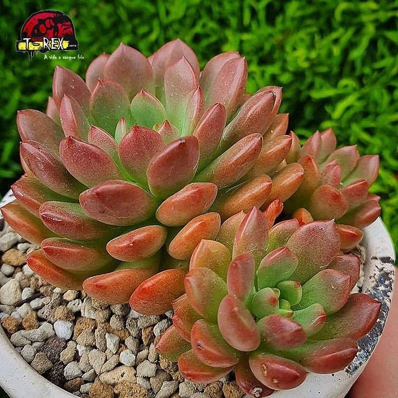 comprar suculenta graptoveria bashful roseta