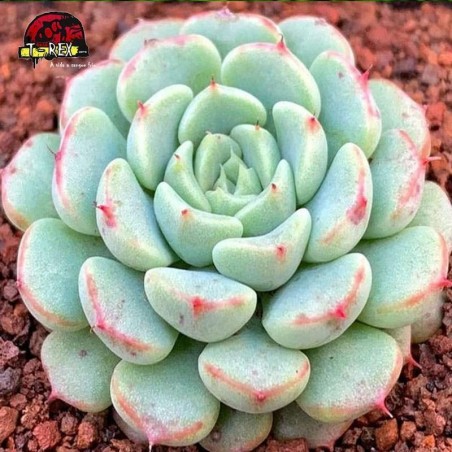 comprar suculenta echeveria  white minima