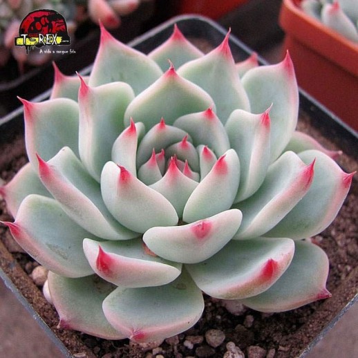 Planta suculenta ECHEVERIA...