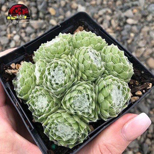 comprar suculenta sempervivum arachnoideum
