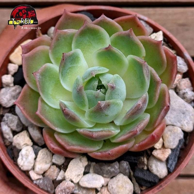 comprar planta suculenta echeveria willy