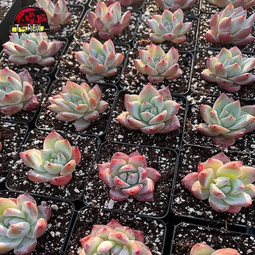 comprar suculenta echeveria coloata tapalpa