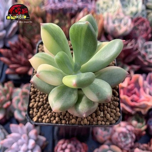 comprar suculenta dr cornelius