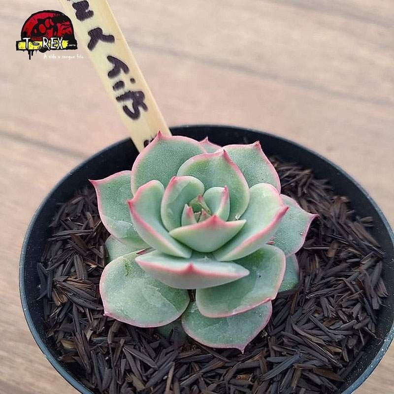 comprar suculenta echeveria pink tips