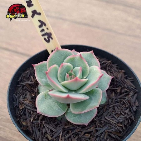 comprar suculenta echeveria pink tips
