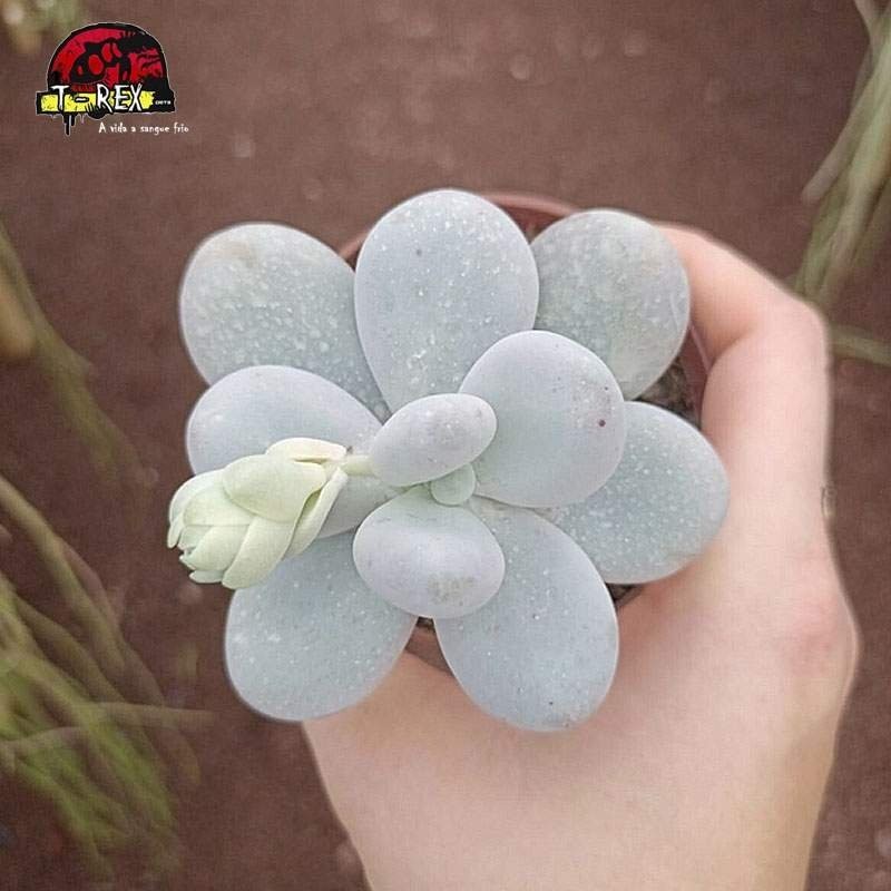 comprar suculenta pachyphytum oviferum