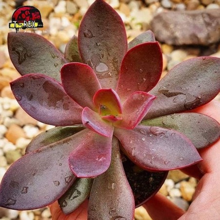 comprar suculenta echeveria hainakada