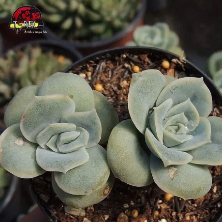 comprar suculenta graptoveria lovely rose dupla