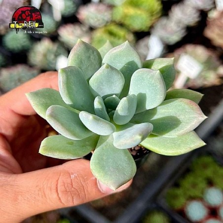 comprar suculentas echeveria corvus