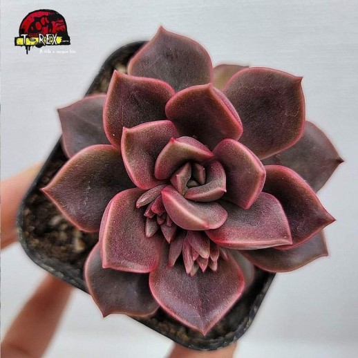 Planta suculenta ECHEVERIA...