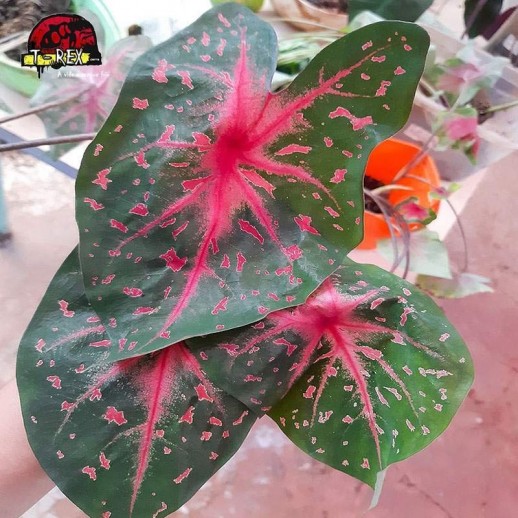 comprar muda de caladium